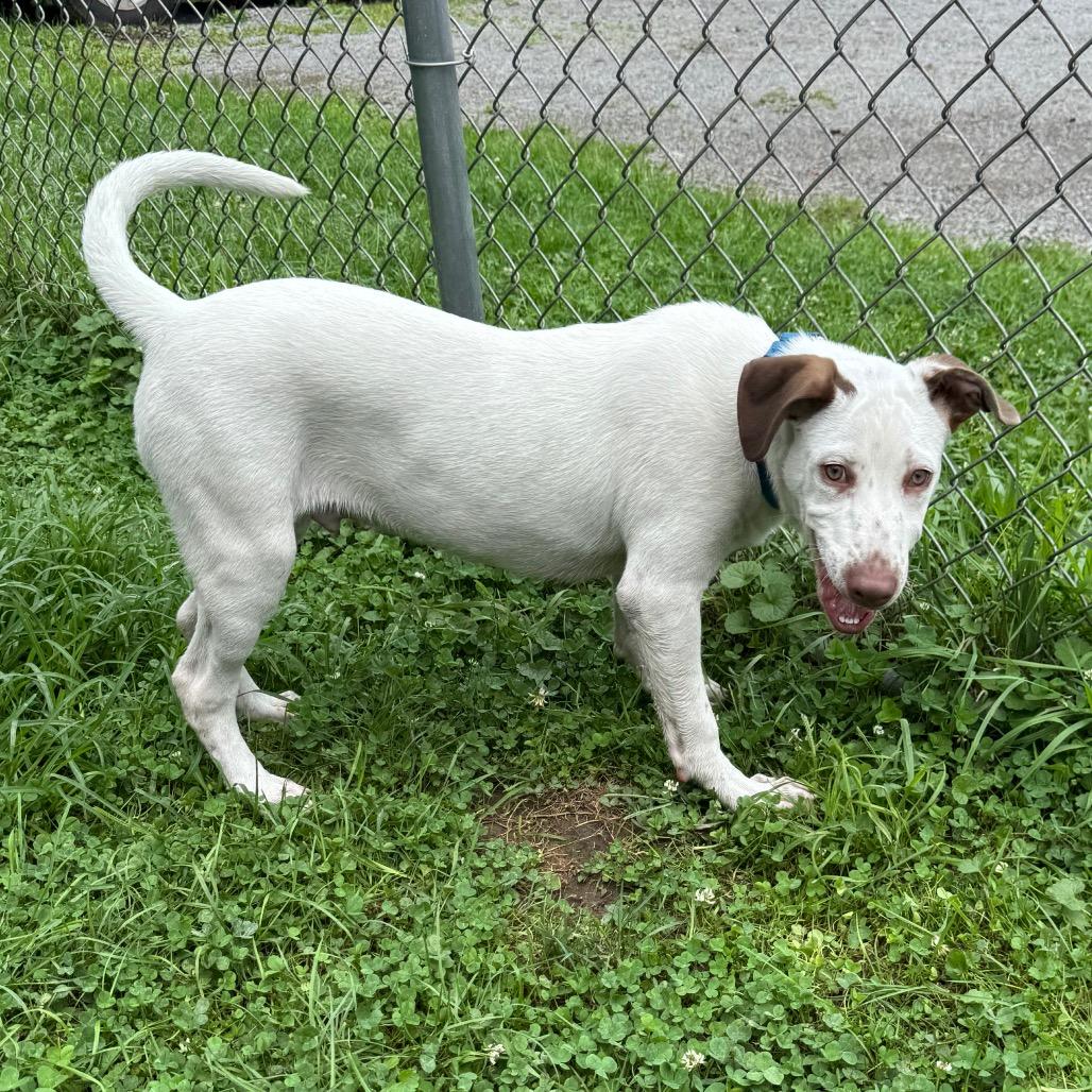 Enlarge Mitt 5471, a Adoptable mixed breed in Kittanning, PA image 5/6