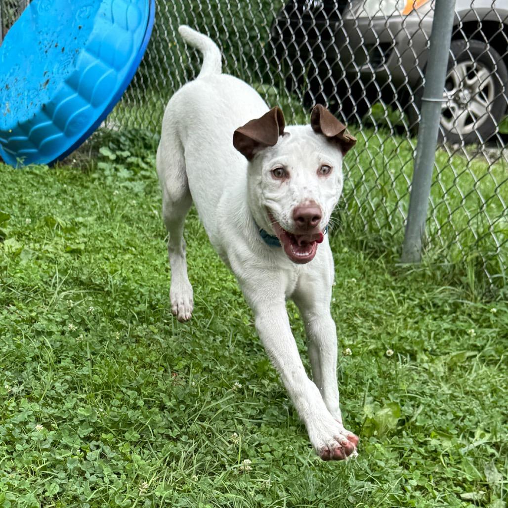 Mitt 5471, a Adoptable mixed breed in Kittanning, PA image 6/6