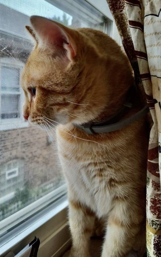 Monk, a Adoptable Domestic Short Hair in Whiting, IN image 1/8