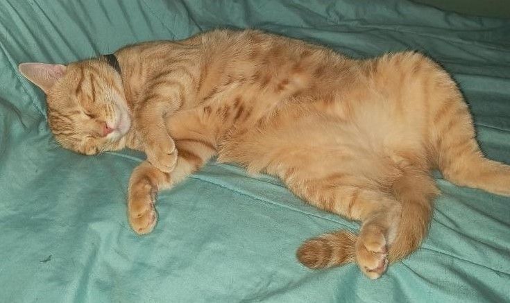 Monk, a Adoptable Domestic Short Hair in Whiting, IN image 2/8