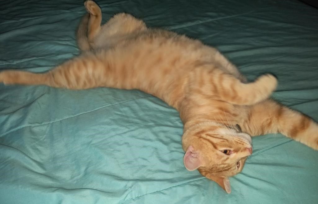 Monk, a Adoptable Domestic Short Hair in Whiting, IN image 3/8