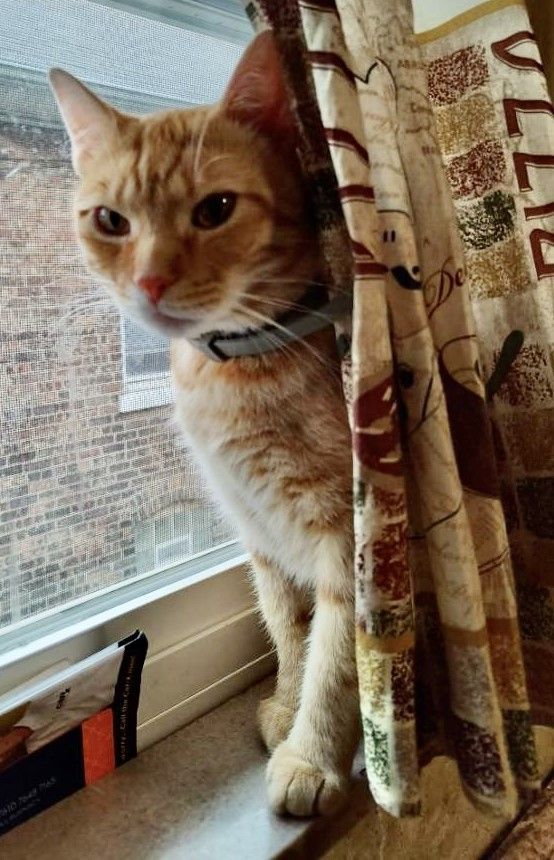 Monk, a Adoptable Domestic Short Hair in Whiting, IN image 4/8