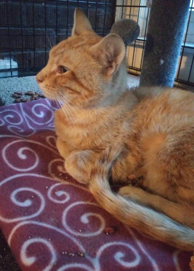 Monk, a Adoptable Domestic Short Hair in Whiting, IN image 5/8