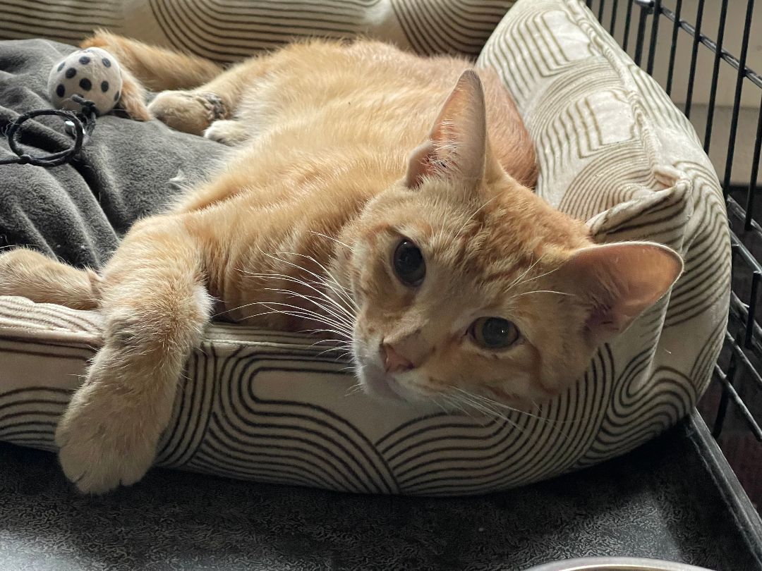 Monk, a Adoptable Domestic Short Hair in Whiting, IN image 6/8