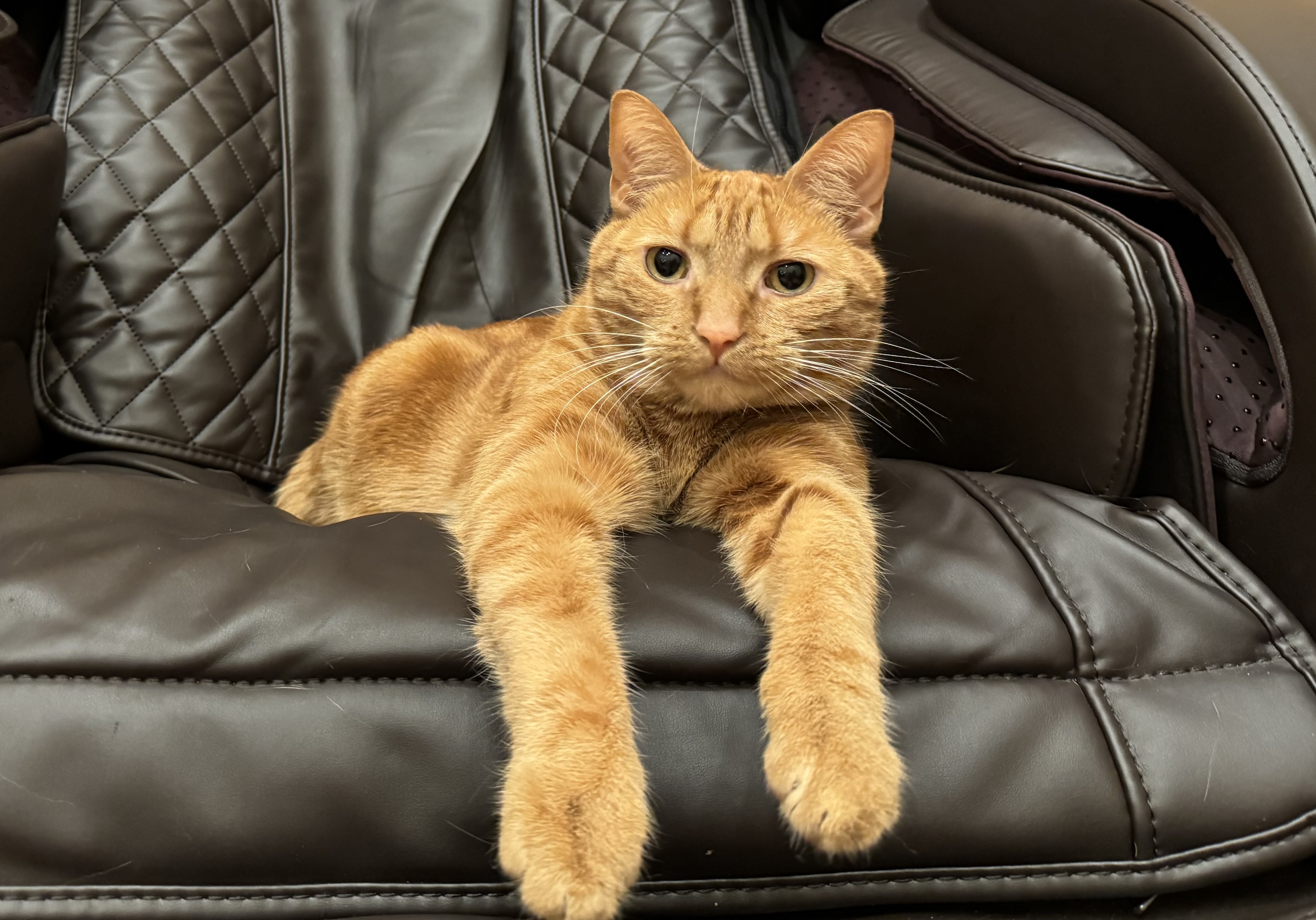 Enlarge Maya, a Adopted Domestic Short Hair in Keansburg, NJ image 3/5