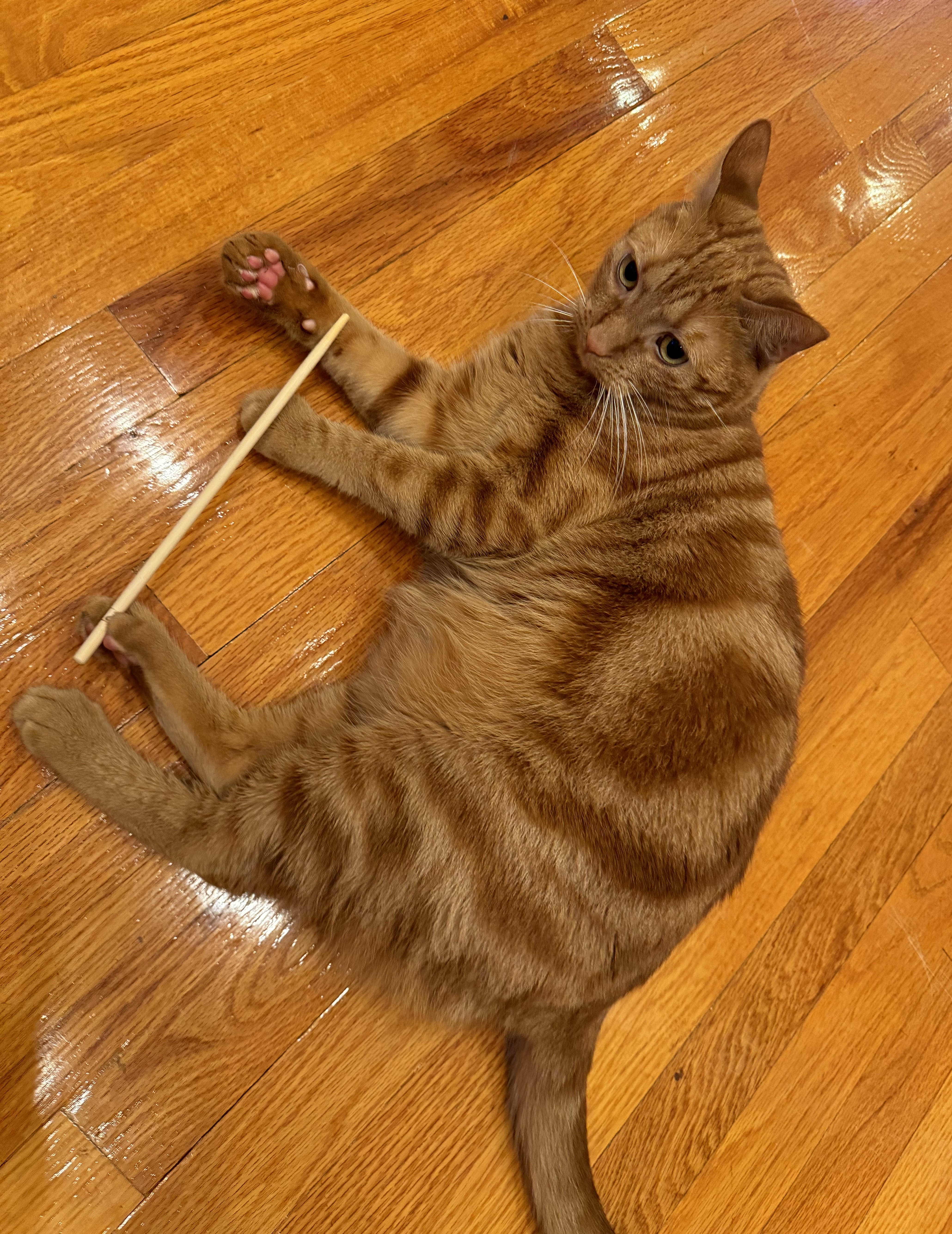 Enlarge Maya, a Adopted Domestic Short Hair in Keansburg, NJ image 1/5