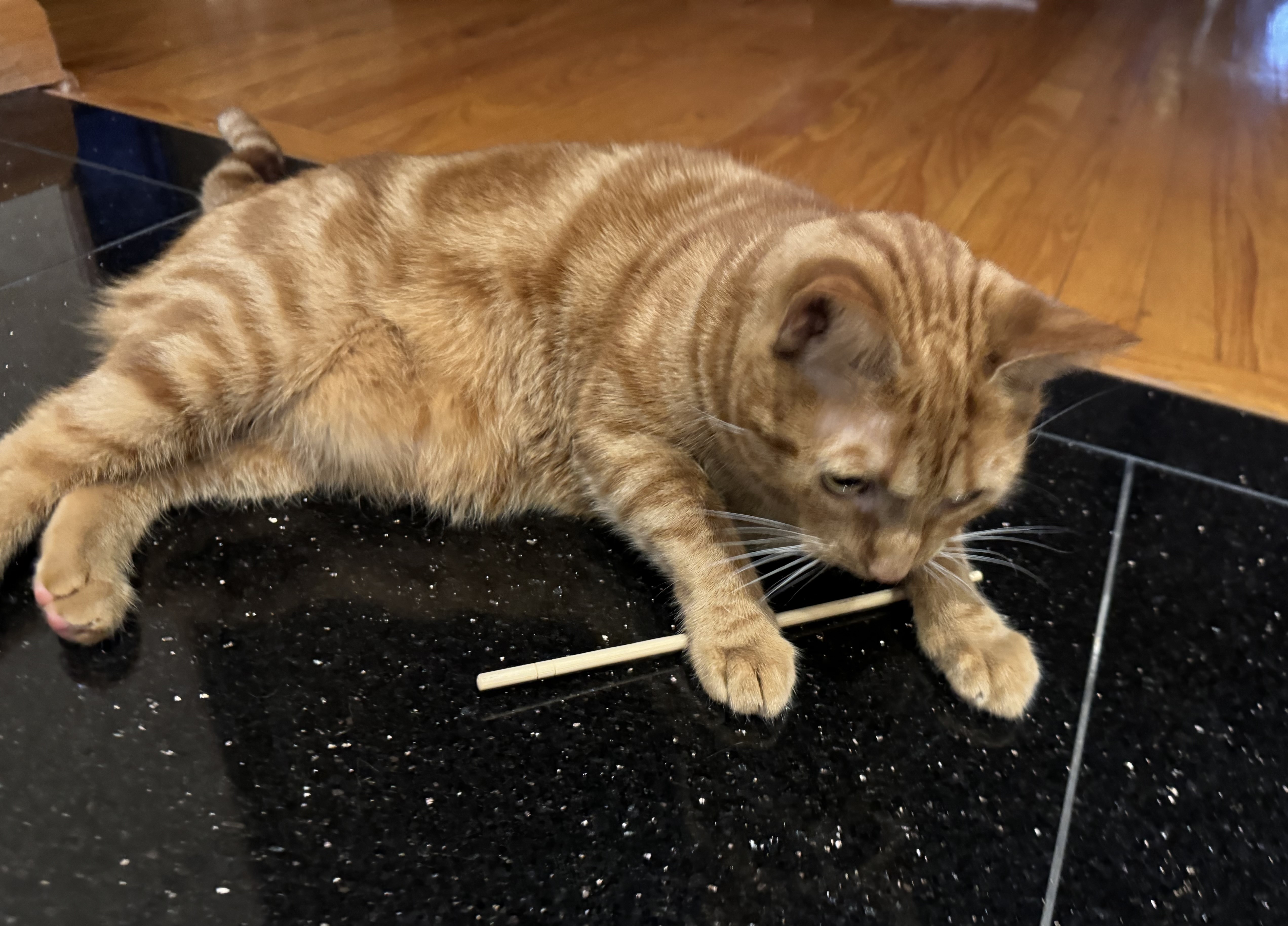 Enlarge Maya, a Adopted Domestic Short Hair in Keansburg, NJ image 4/5