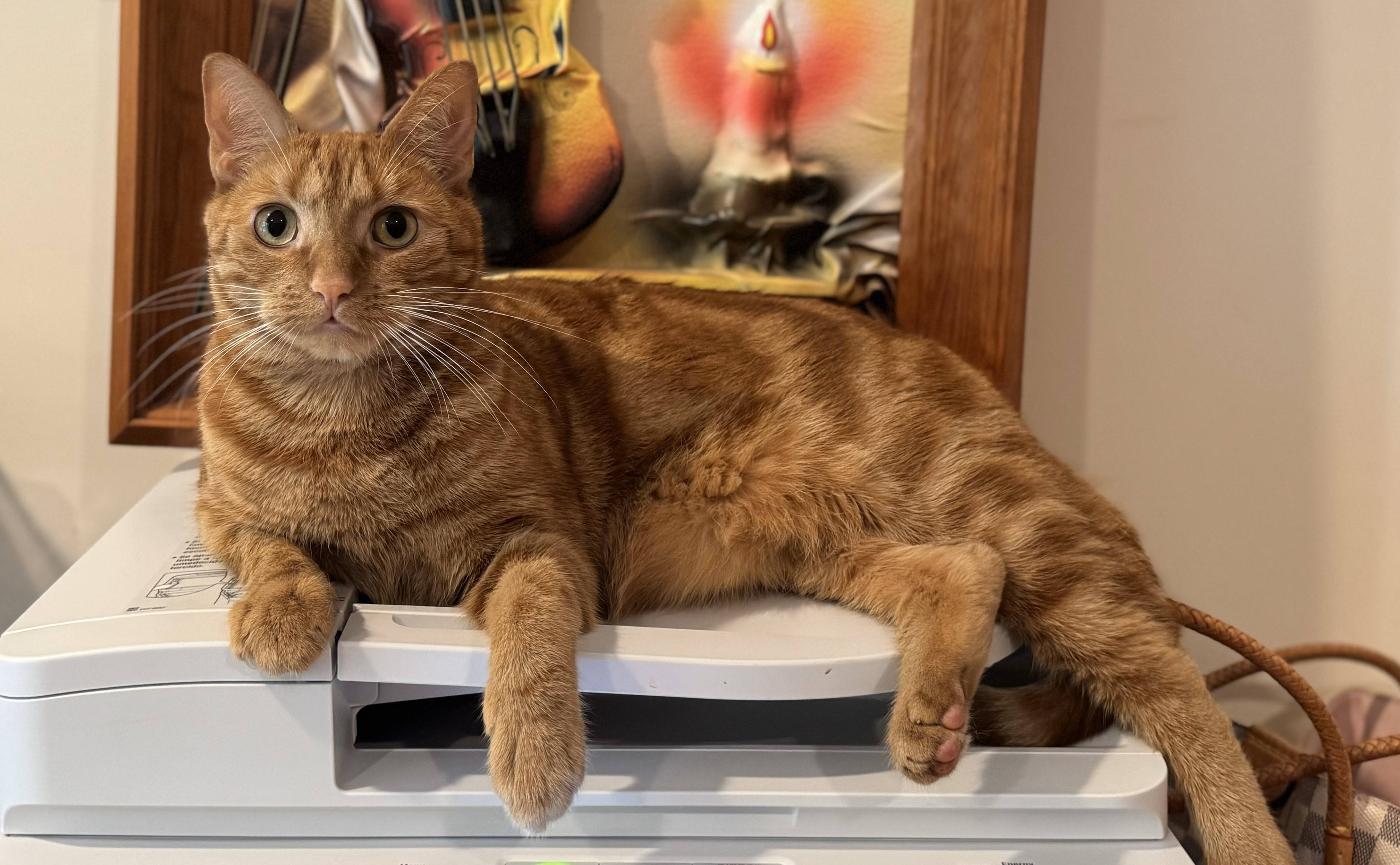 Enlarge Maya, a Adopted Domestic Short Hair in Keansburg, NJ image 2/5