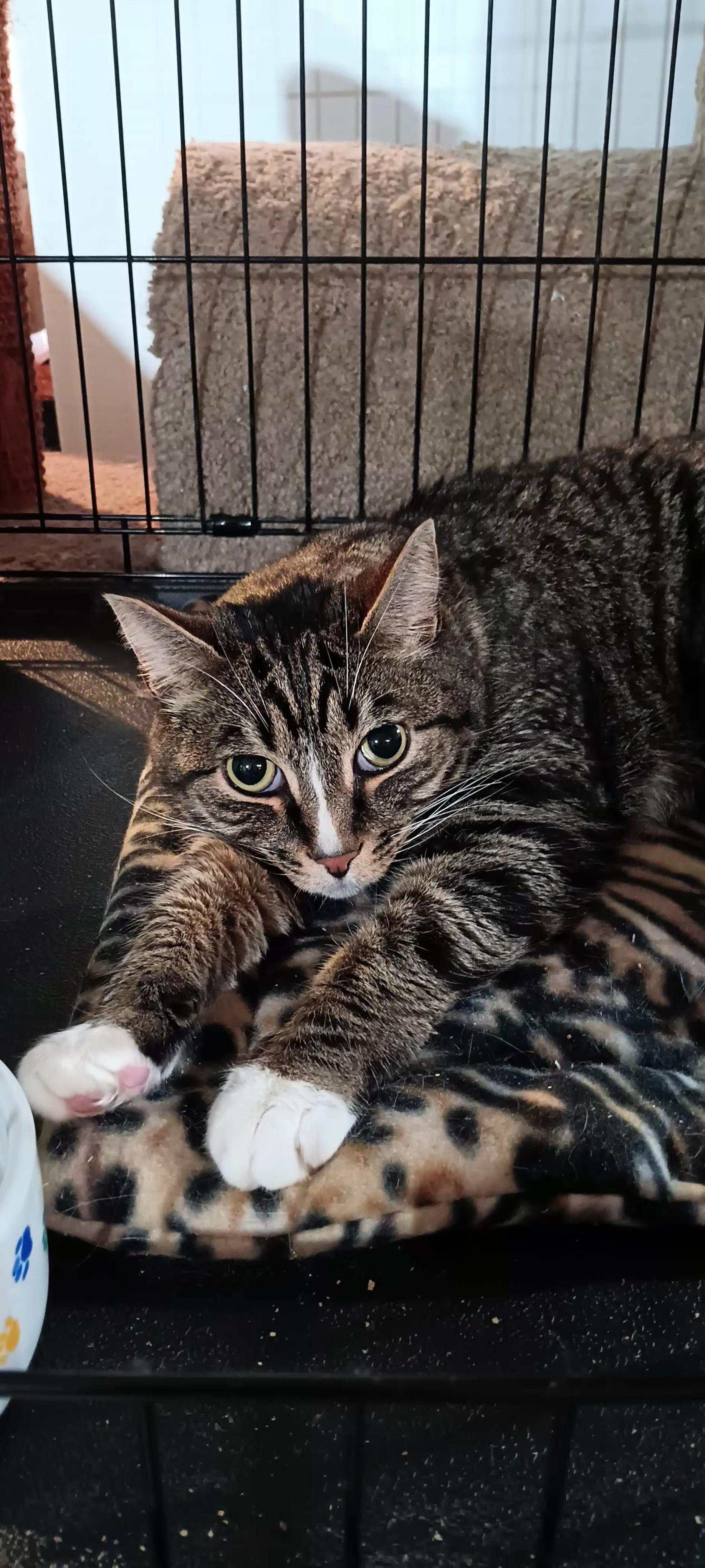Enlarge Fonzi, a ADOPTABLE Domestic Short Hair in Bethpage, NY image 1/2