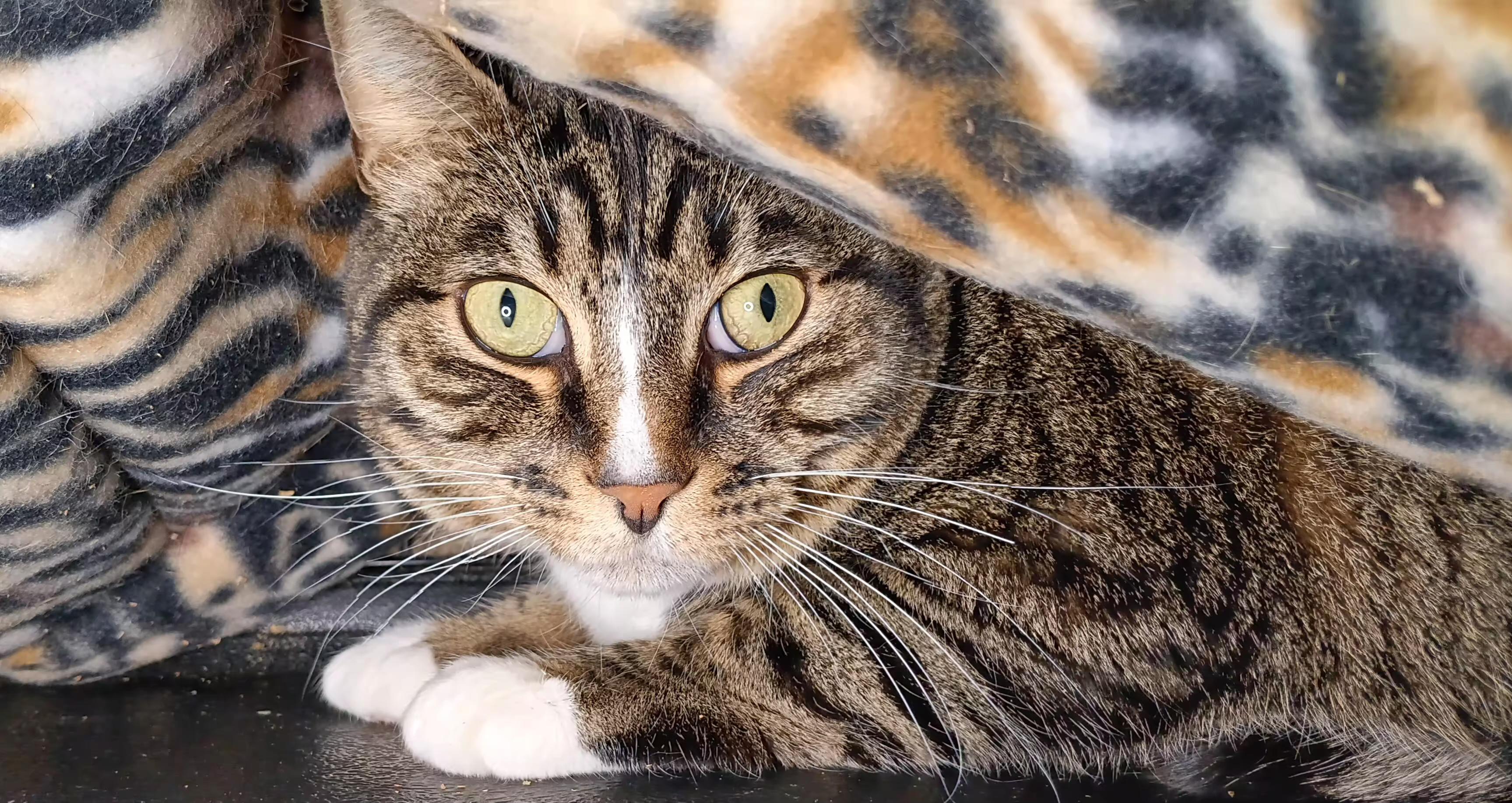 Enlarge Fonzi, a ADOPTABLE Domestic Short Hair in Bethpage, NY image 2/2