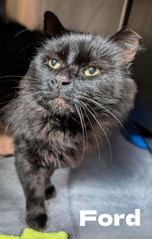 Enlarge Ford, a Adoptable Domestic Medium Hair in New Baltimore, MI image 1/1