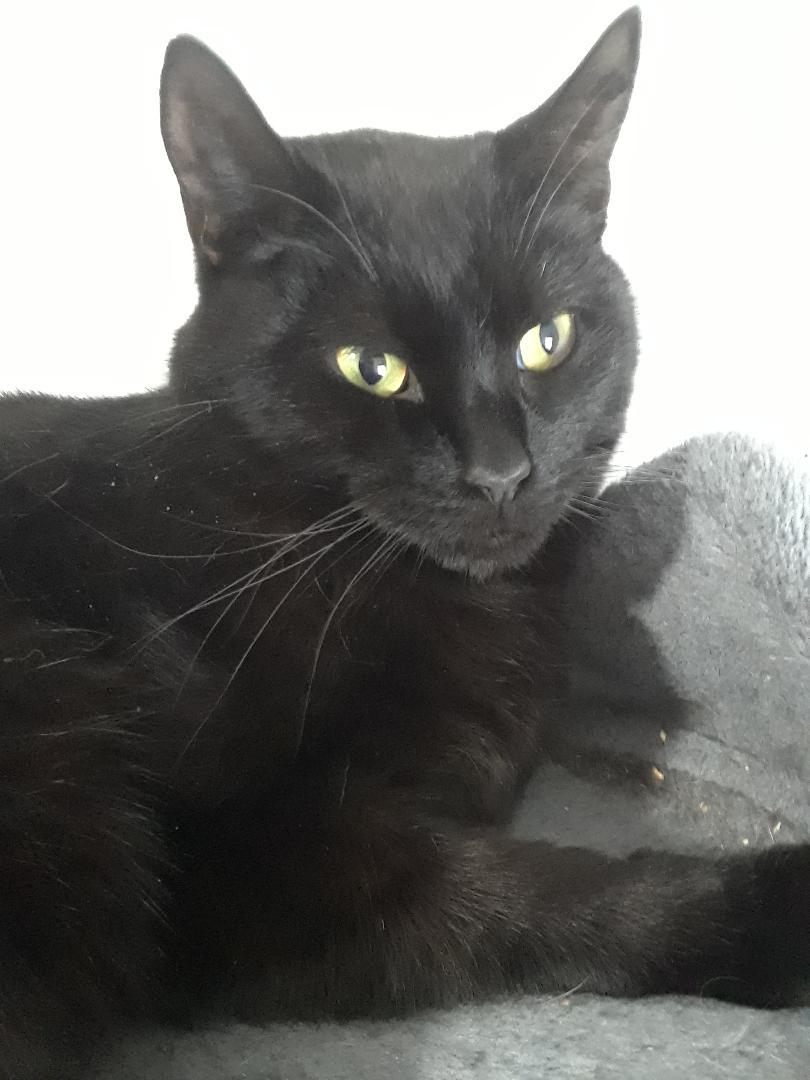 Enlarge Santana, a Adoptable Domestic Short Hair in Millerton, PA image 2/6