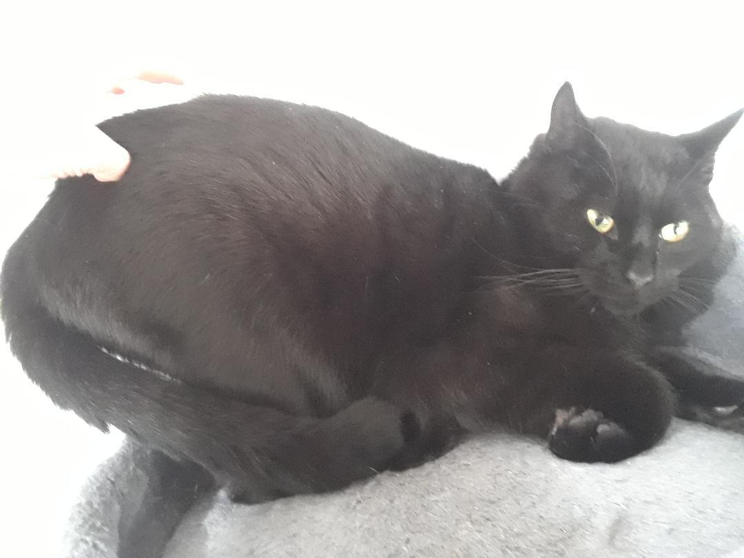 Enlarge Santana, a Adoptable Domestic Short Hair in Millerton, PA image 6/6