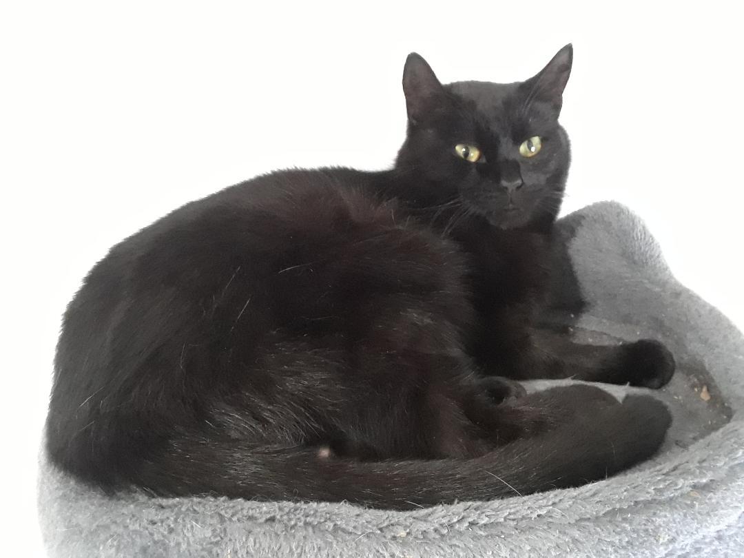 Enlarge Santana, a Adoptable Domestic Short Hair in Millerton, PA image 3/6