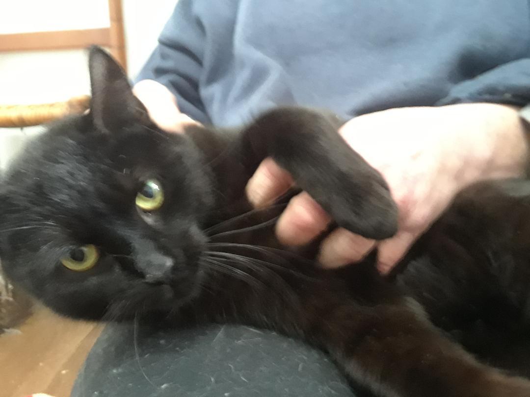 Enlarge Santana, a Adoptable Domestic Short Hair in Millerton, PA image 4/6