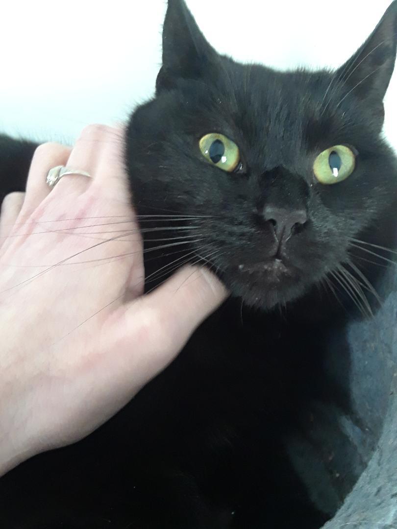 Enlarge Santana, a Adoptable Domestic Short Hair in Millerton, PA image 5/6