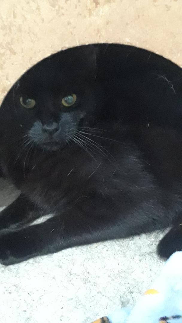 Santana, a Adoptable Domestic Short Hair in Millerton, PA image 2/3