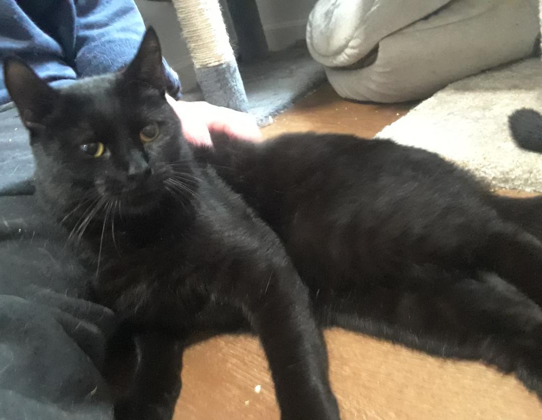 Santana, a Adoptable Domestic Short Hair in Millerton, PA image 1/3