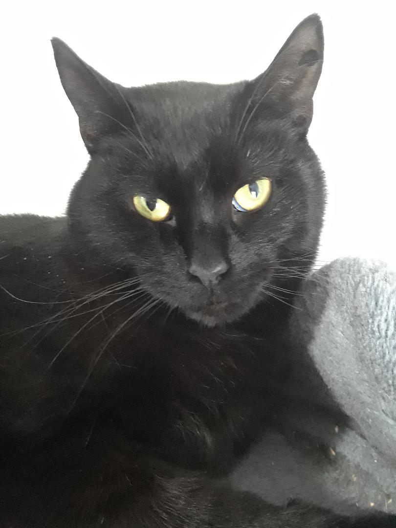 Santana, Adoptable, Adult Male Domestic Short Hair.