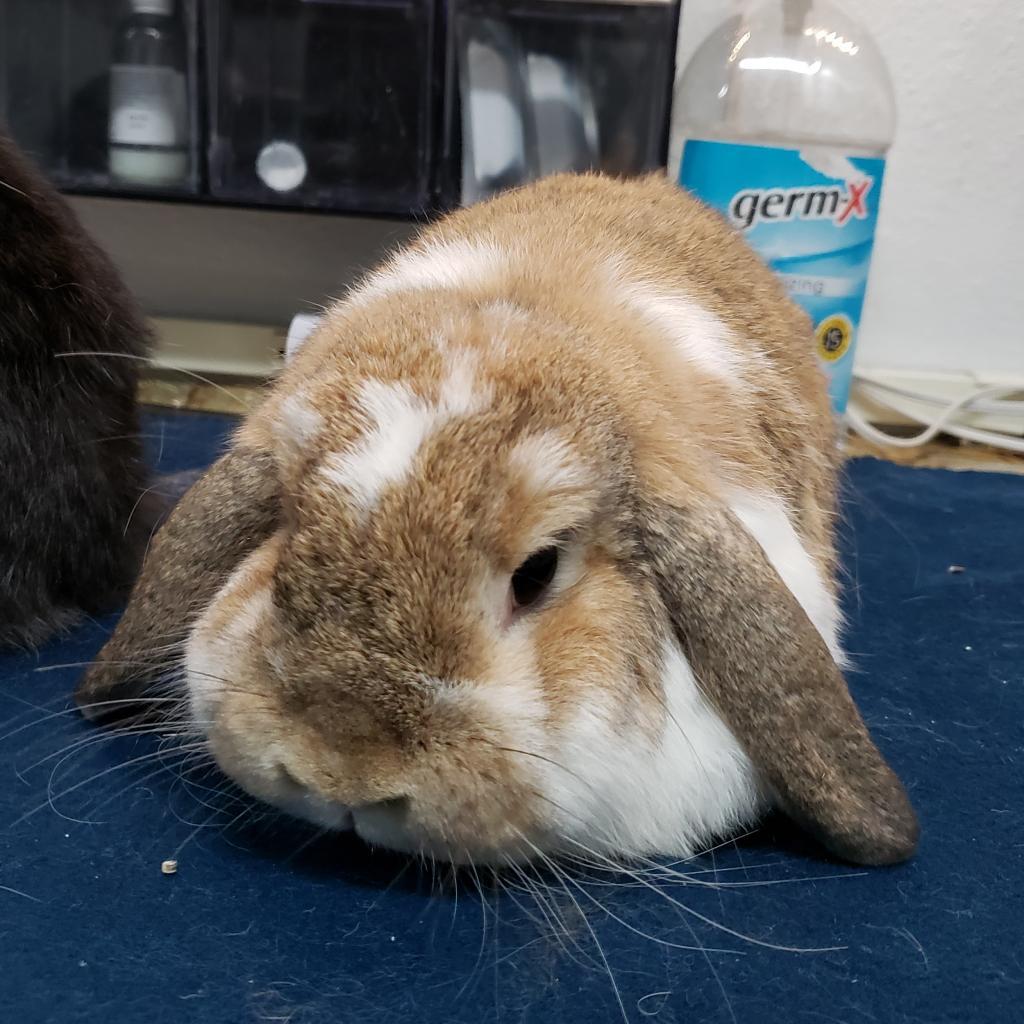 Udon (bonded to Storm), Adoptable, Senior Male Holland Lop.