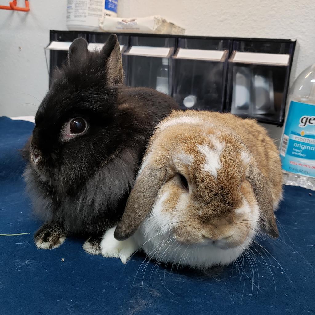 Enlarge Udon (bonded to Storm), a Adoptable Holland Lop in San Diego, CA image 2/6