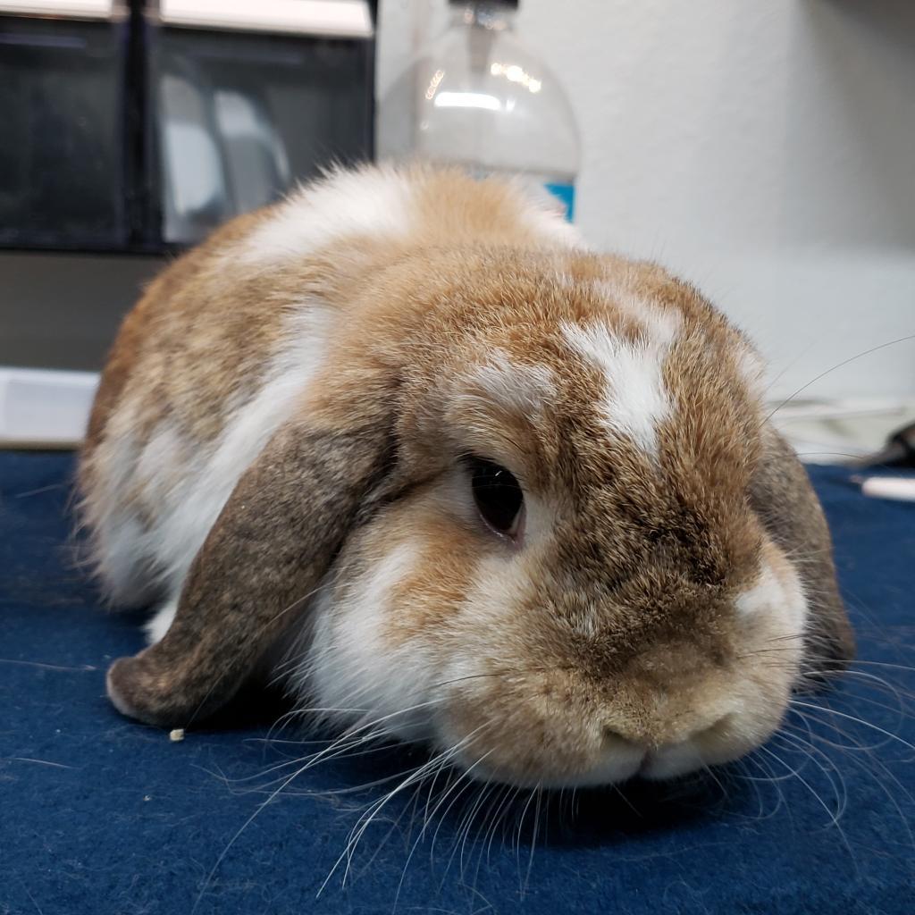 Enlarge Udon (bonded to Storm), a Adoptable Holland Lop in San Diego, CA image 3/6