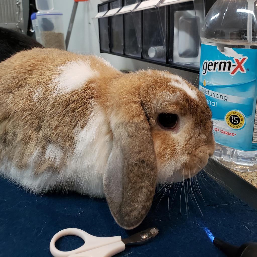 Enlarge Udon (bonded to Storm), a Adoptable Holland Lop in San Diego, CA image 5/6