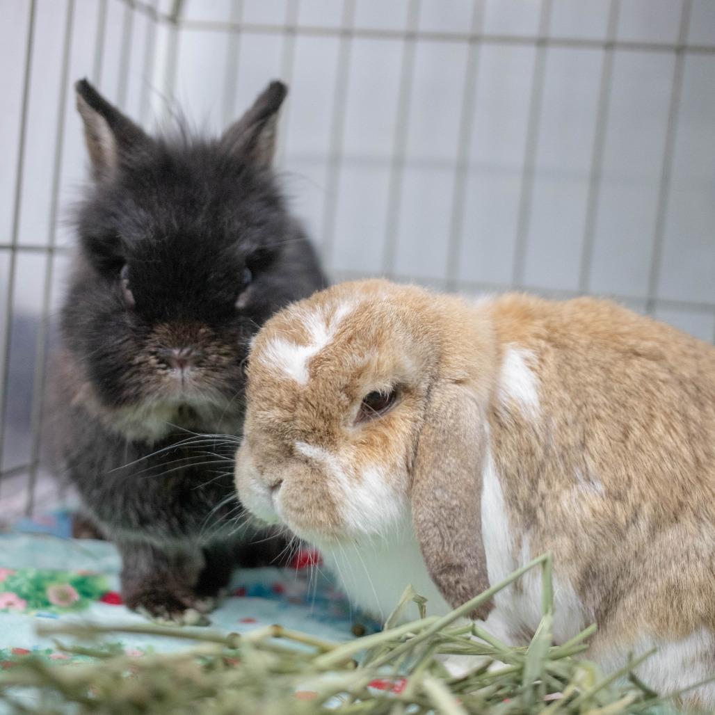 Enlarge Udon (bonded to Storm), a Adoptable Holland Lop in San Diego, CA image 6/6