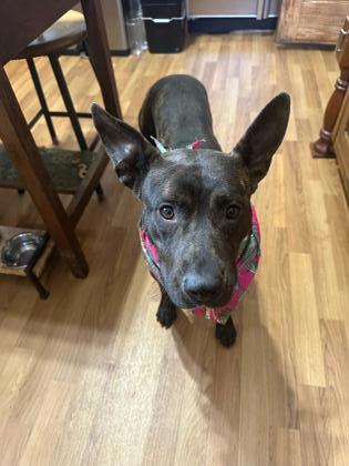 Enlarge Amy, a Adoptable mixed breed in Atlanta, GA image 3/3