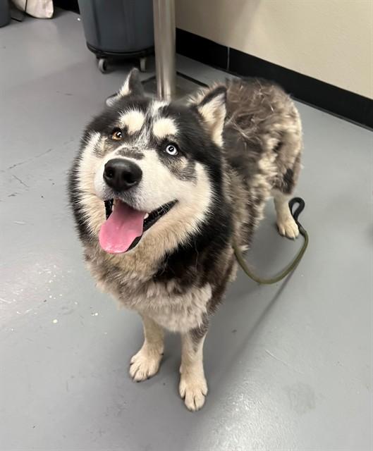 Buster, ADOPTABLE, Adult Male Alaskan Malamute.