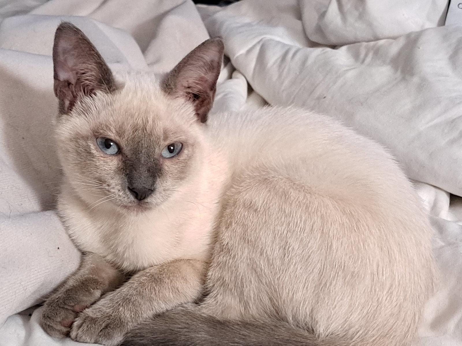 Caipirinha (kay-pee-reen-yah), Adopted, Young Female Siamese.