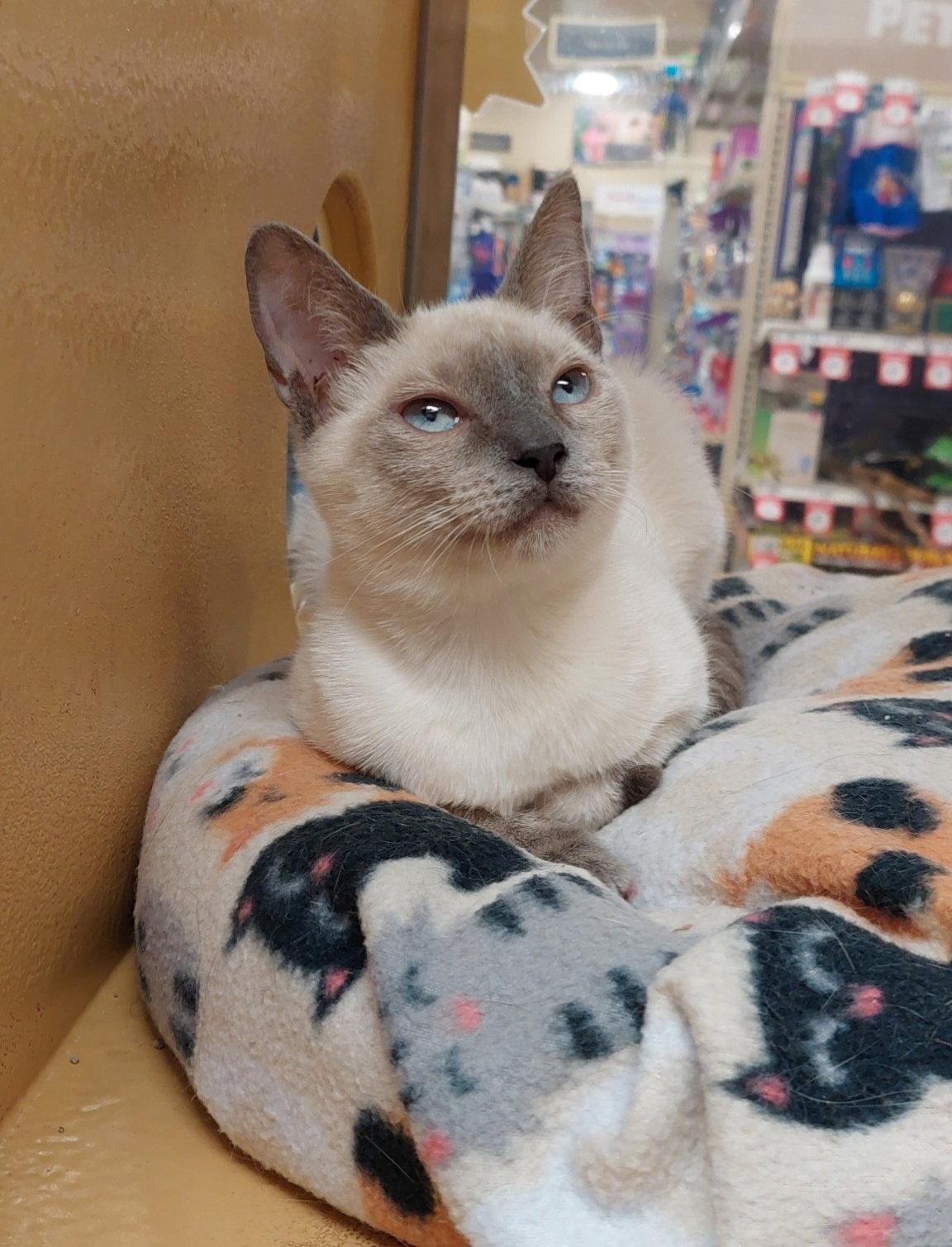 Enlarge Caipirinha (kay-pee-reen-yah), a Adopted Siamese in McKinney, TX image 2/3