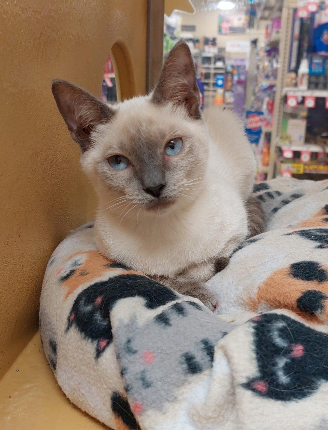 Enlarge Caipirinha (kay-pee-reen-yah), a Adopted Siamese in McKinney, TX image 3/3