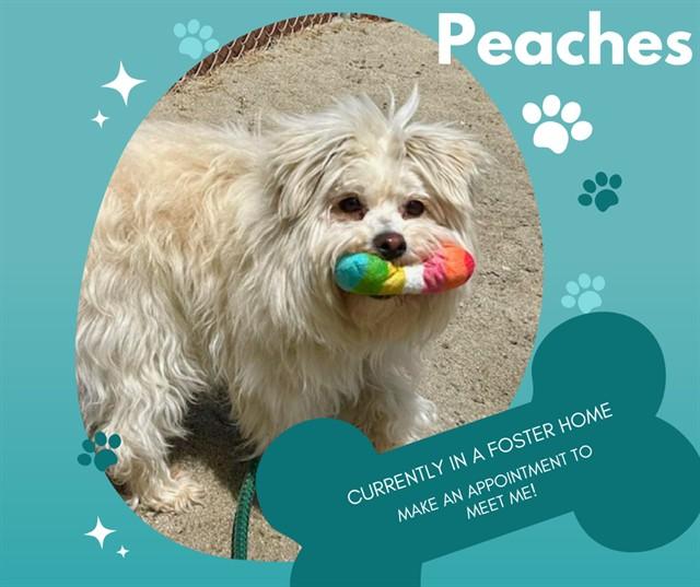 PEACHES, Adoptable, Young Female Maltese & Mixed Breed.