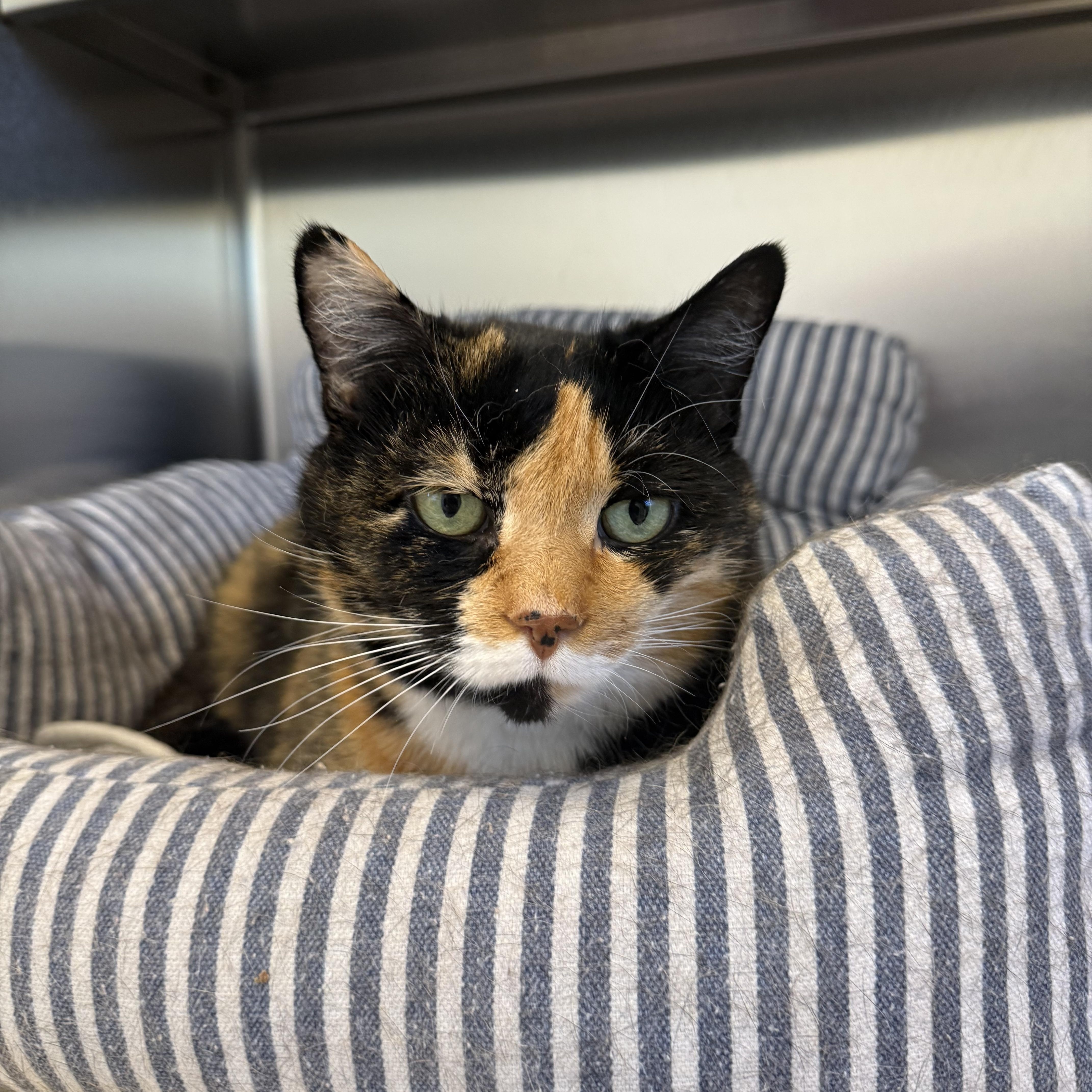 Pixie, ADOPTABLE, Senior Female Domestic Short Hair.