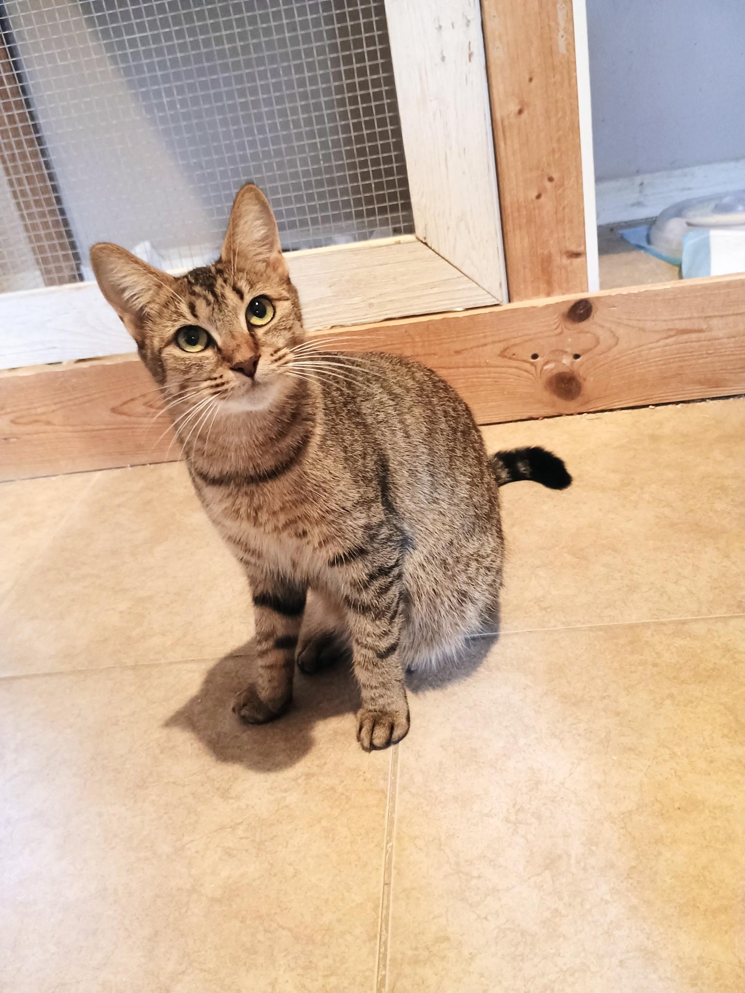 Enlarge Seraphina, a Adoptable Tabby in Bradenton, FL image 3/3