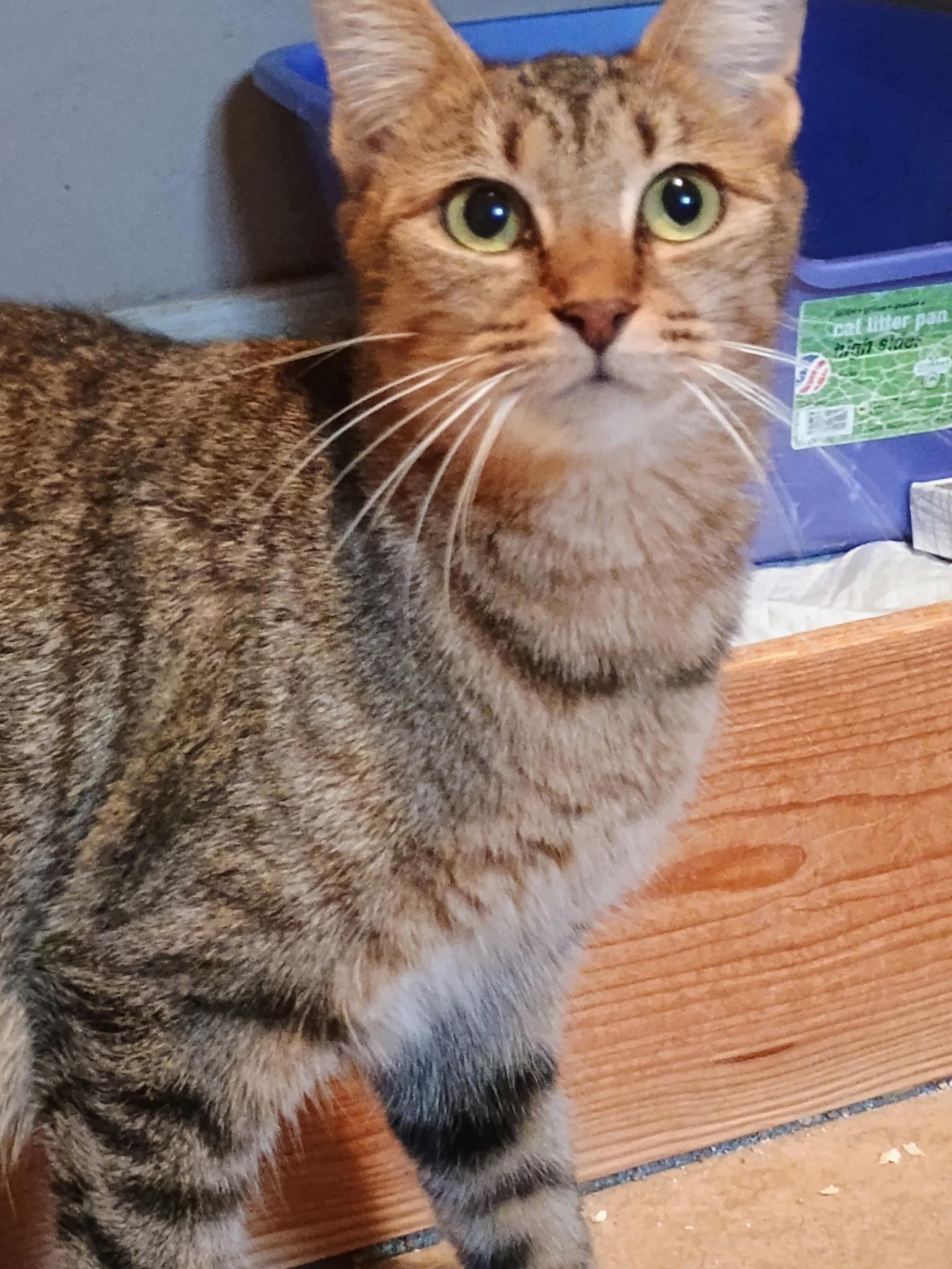 Enlarge Seraphina, a Adoptable Tabby in Bradenton, FL image 1/3