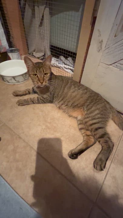 Enlarge Seraphina, a Adoptable Tabby in Bradenton, FL video 2/3
