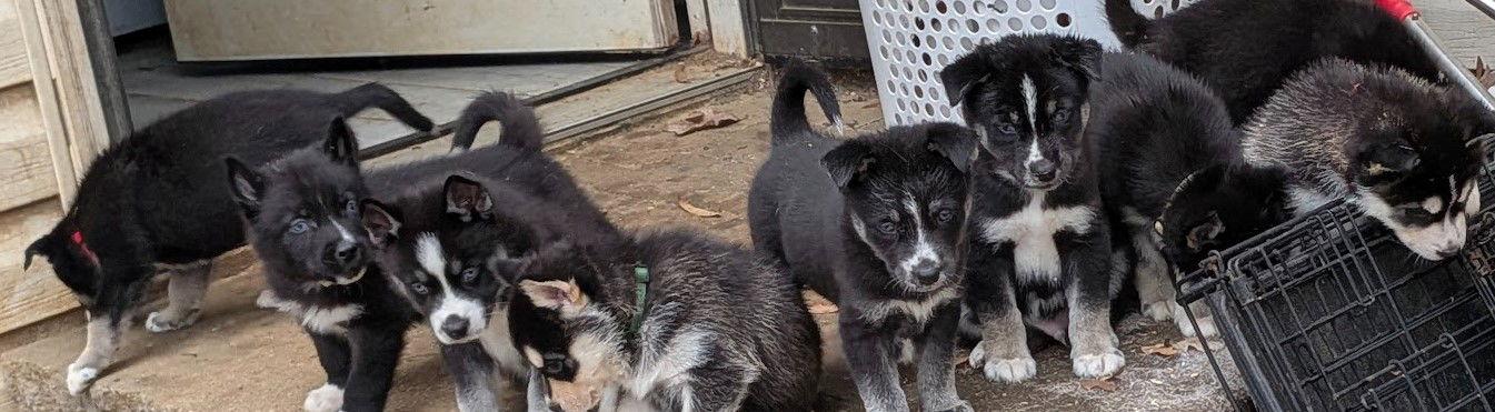 Durian, Adoptable, Puppy Male Shepherd & Husky.