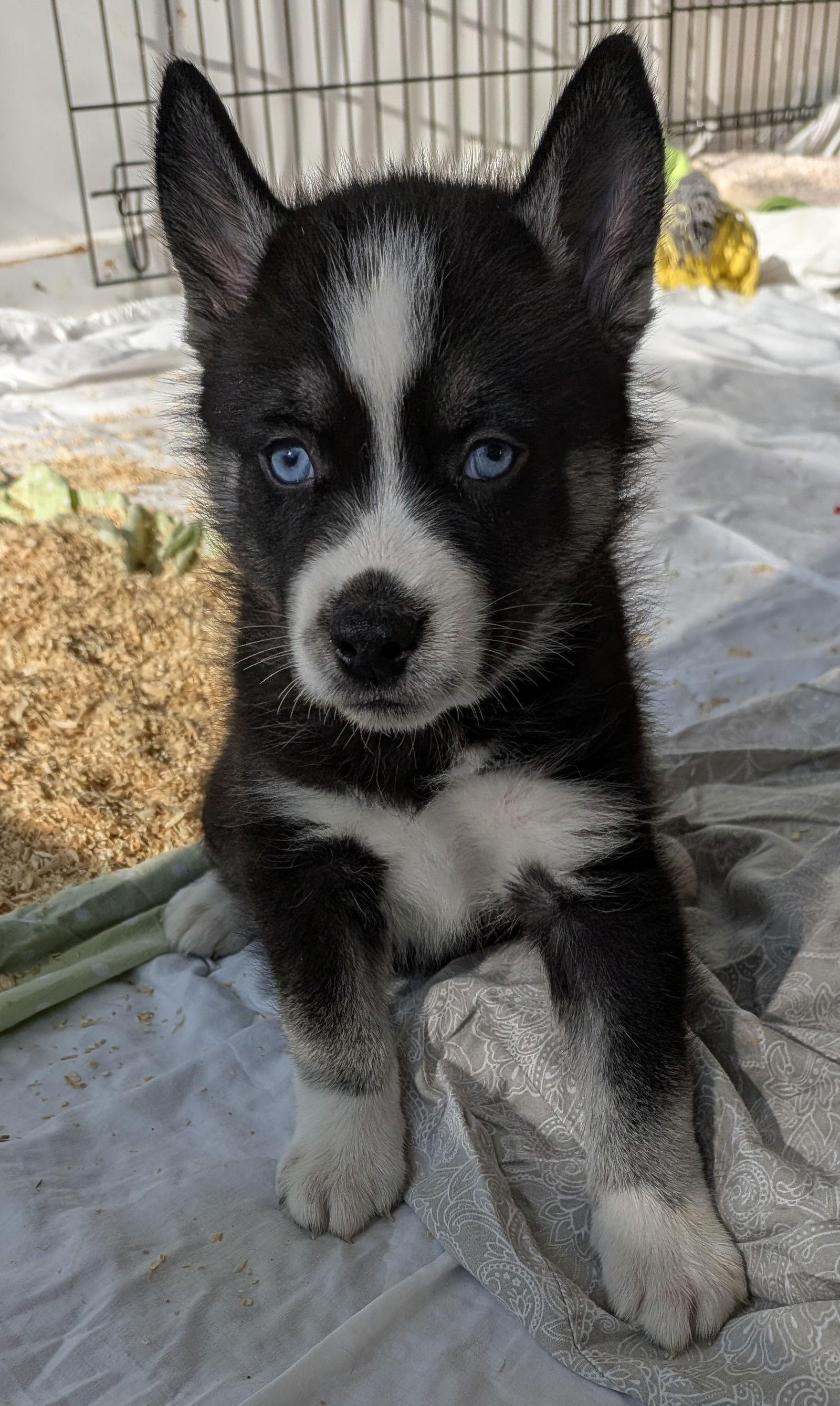Enlarge Durian, a Adoptable mixed breed in Charlotte, NC image 2/2