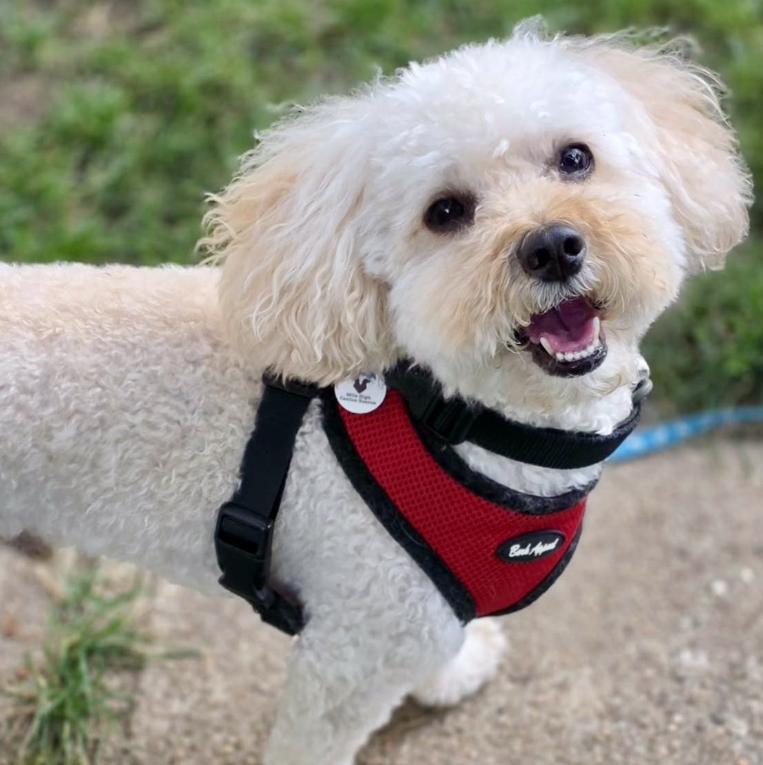 Popcorn, adopted, Adult Male Bichon Frise.