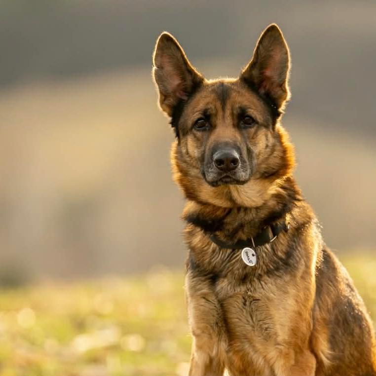 Rosie (26-108), Adoptable, Adult Female German Shepherd Dog.
