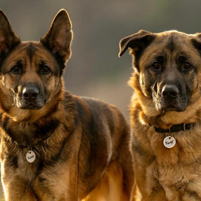 Enlarge Rosie (26-108), a Adoptable German Shepherd Dog in New Ringgold, PA image 2/6