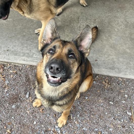 Enlarge Rosie (26-108), a Adoptable German Shepherd Dog in New Ringgold, PA image 3/6