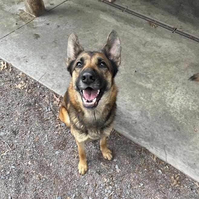 Enlarge Rosie (26-108), a Adoptable German Shepherd Dog in New Ringgold, PA image 4/6