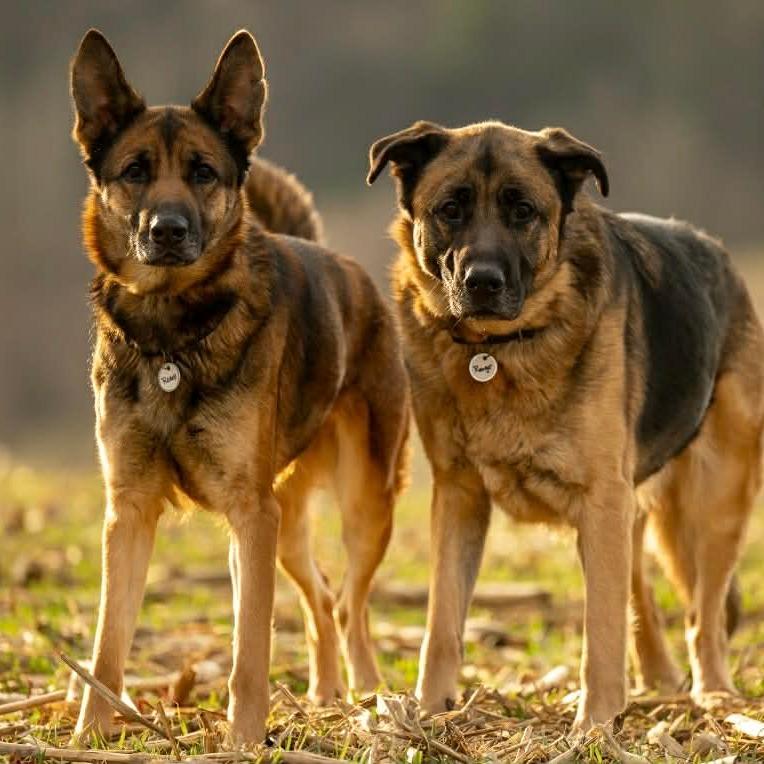 Enlarge Rosie (26-108), a Adoptable German Shepherd Dog in New Ringgold, PA image 5/6