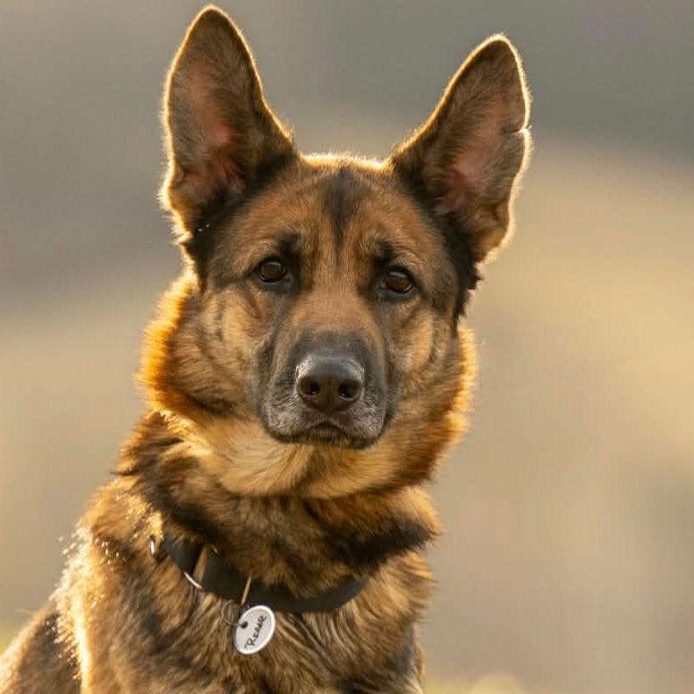 Enlarge Rosie (26-108), a Adoptable German Shepherd Dog in New Ringgold, PA image 6/6
