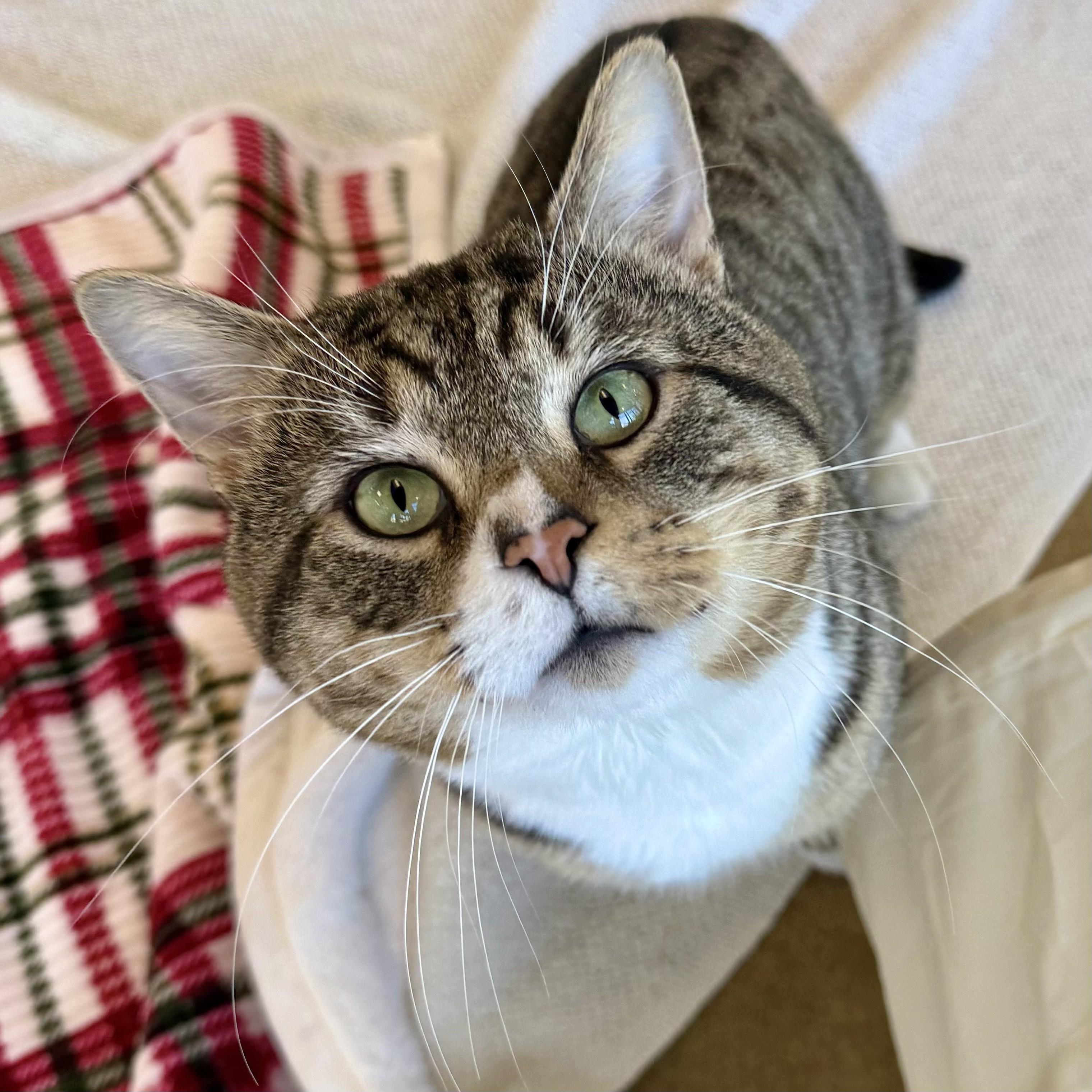 Enlarge Xavier, an adopted Tabby in Eatontown, NJ image 1/6