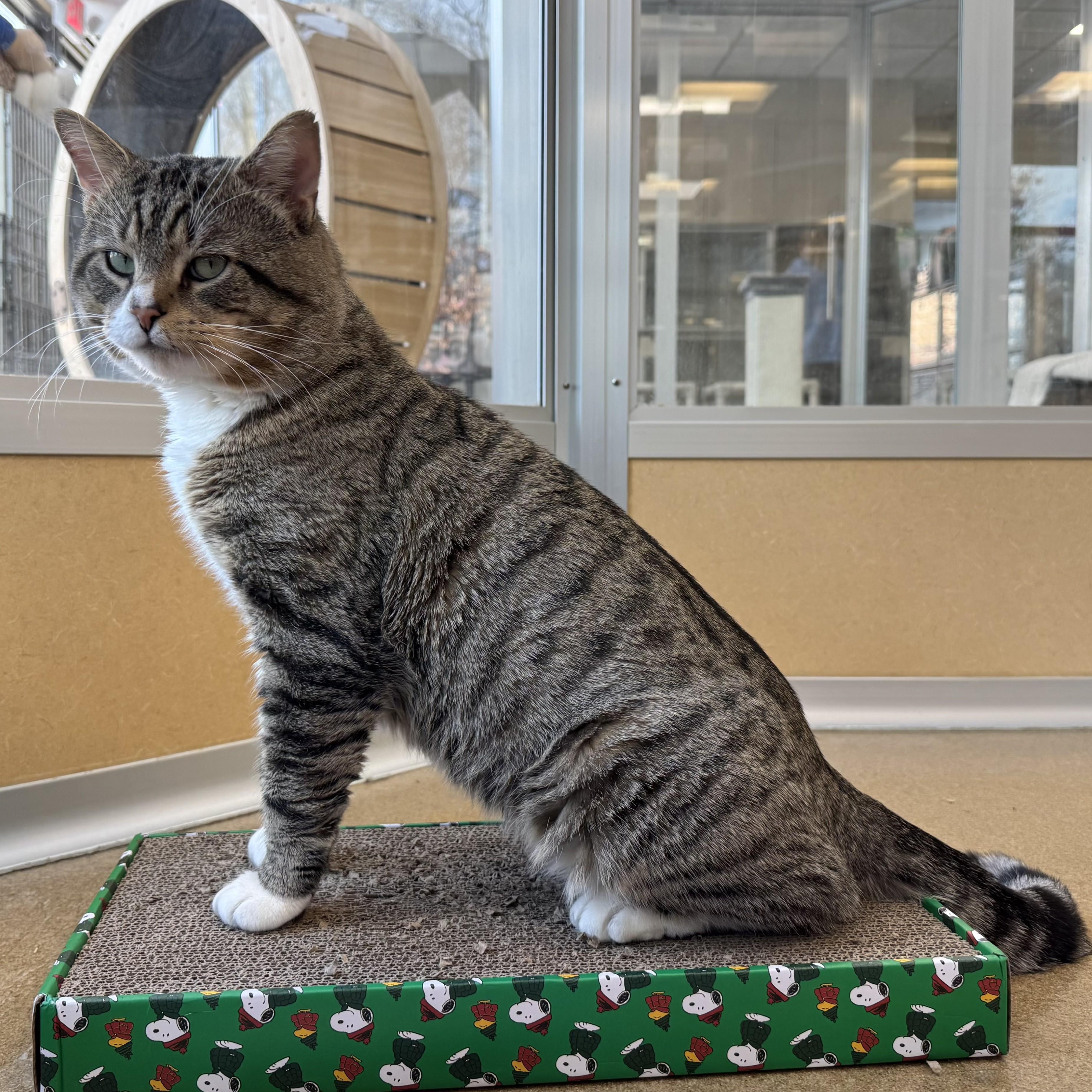 Enlarge Xavier, a ADOPTABLE Tabby in Eatontown, NJ image 3/6