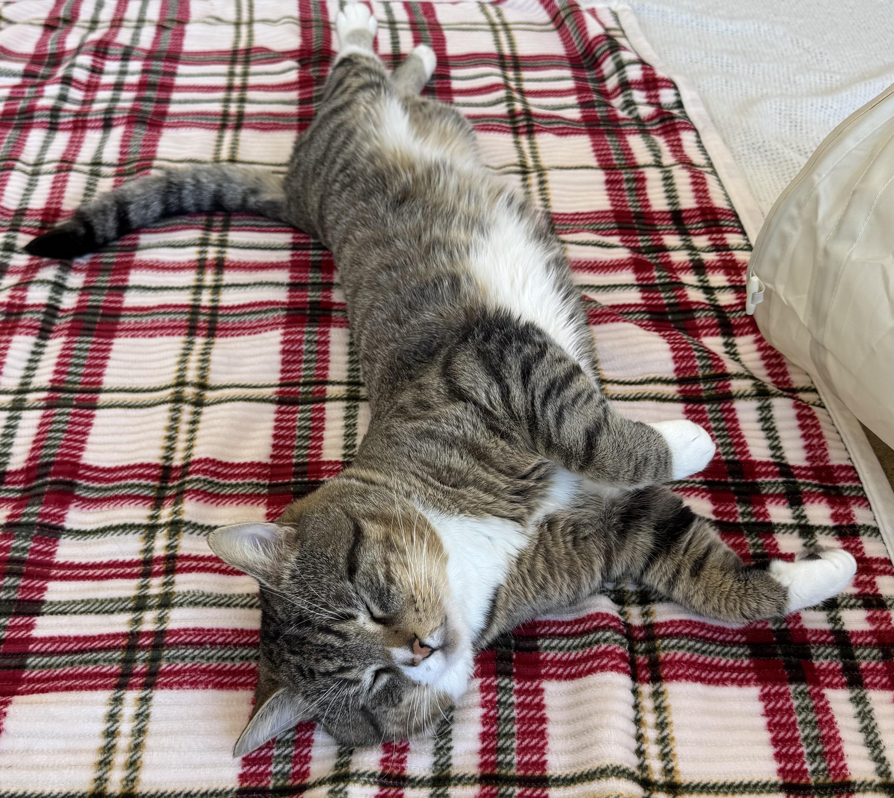 Enlarge Xavier, a ADOPTABLE Tabby in Eatontown, NJ image 6/6